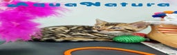 Bengalí gatos en venta: Bengali Macho 4568 AQUANATURA - Anuncio 9