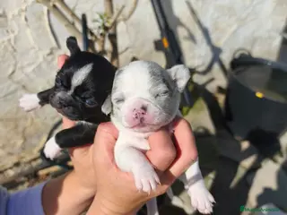 Chihuahua perros Chihuhuas machos - Anuncio 1