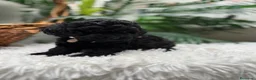 Caniche Toy perros en venta: CANICHE TOY - Anuncio 7