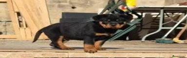 Rottweiler Cachorro 1