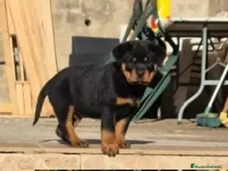 Rottweiler perros Rottweiler - Anuncio 1