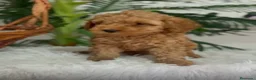 Caniche Toy perros en venta: CANICHE TOY-LISTO PARA ENTREGAR - Anuncio 1