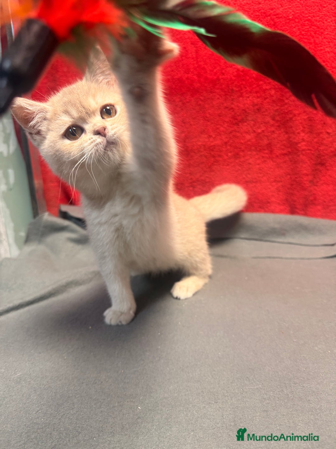 Británico de Pelo Corto gatos en venta: Monísima British Golden  - Imagen 4