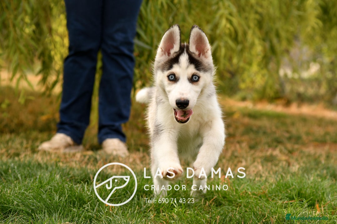Husky Siberiano perros en venta: Husky siberiano disponibles - Imagen 5