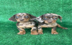 Teckel perros en venta: Teckel miniatura  en Madrid - Imagen 3