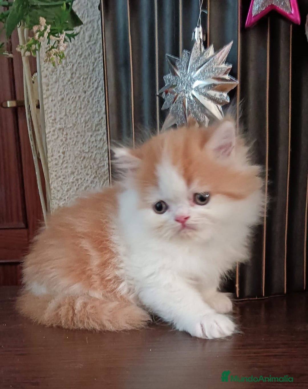 Persa gatos en venta: Gatos persas - Anuncio 2