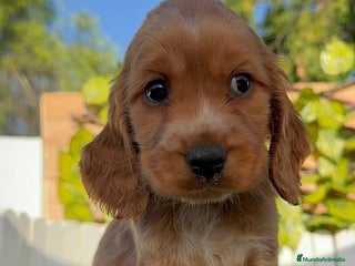 Cocker Spaniel Inglés perros - Anuncio 30