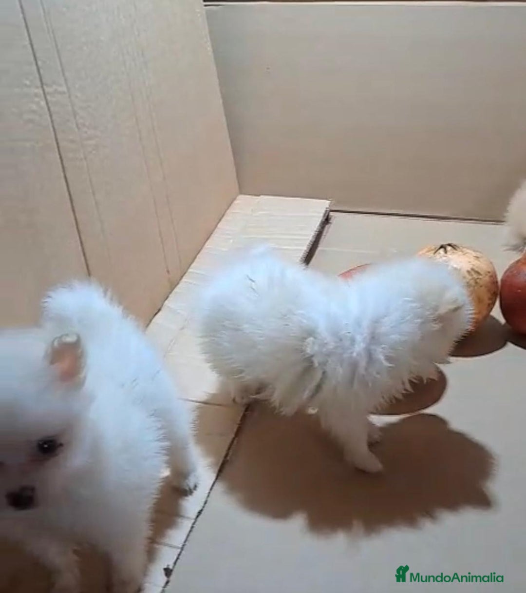 Pomerania perros en venta: Lulu pomerania mini toy  - Imagen 4