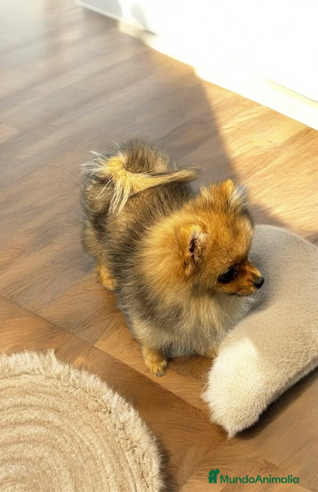Pomerania perros en venta: Espectacular Hembrita Pomerania Color Sable - Anuncio 1