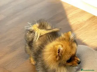 Pomerania perros Espectacular Hembrita Pomerania Color Sable - Anuncio 1