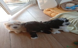 Raza Mixta perros en venta: Bichón habanero bichón maltes toys - Imagen 1
