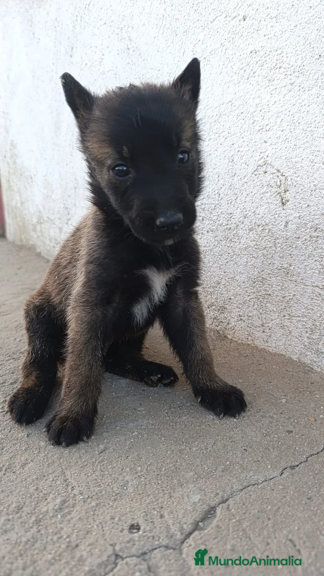 Pastor Belga Malinois perros en venta: Pastores Belgas de Calidad  - Anuncio 2