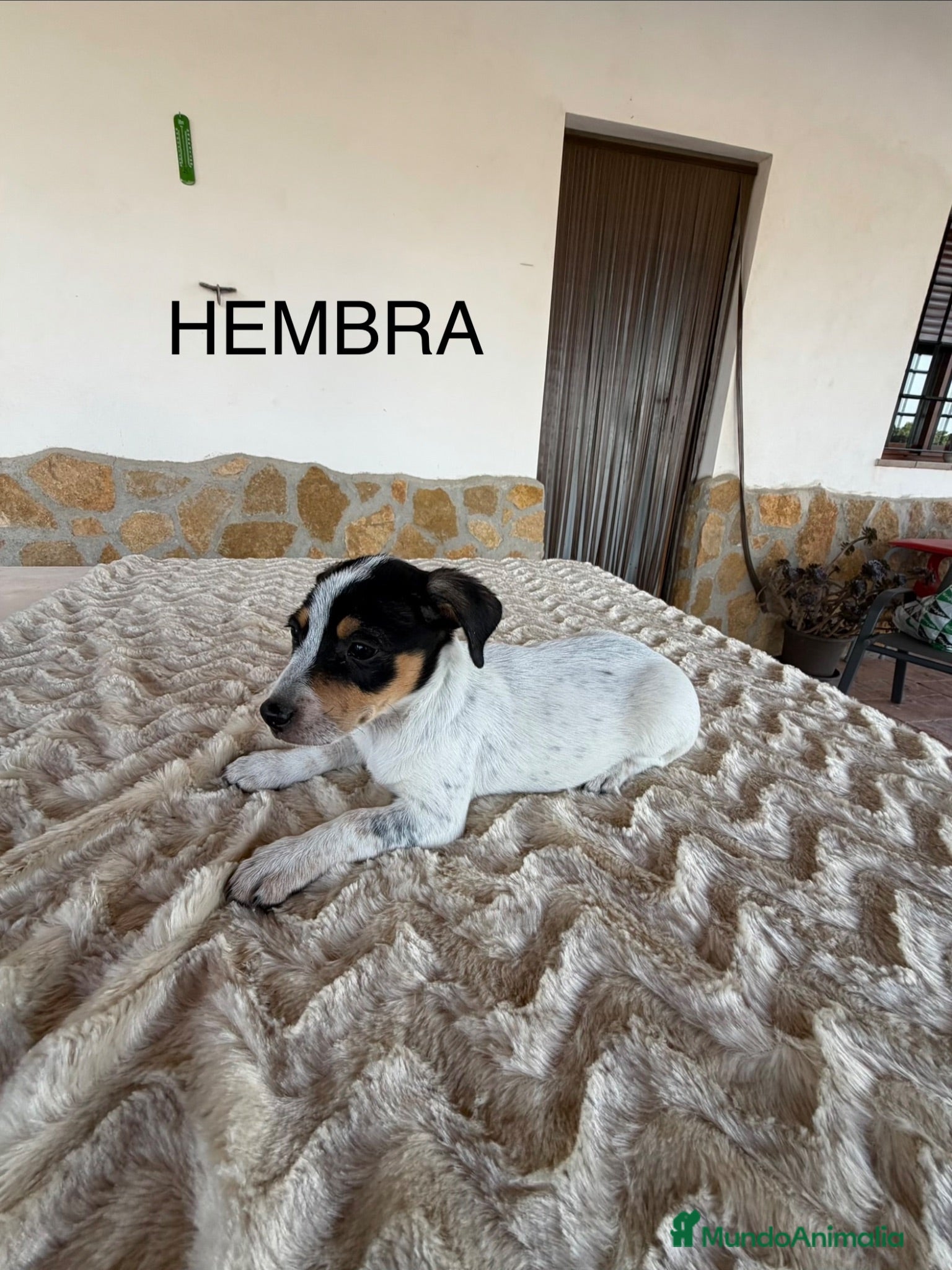 Raza Mixta perros MESTIZOS - Anuncio 3