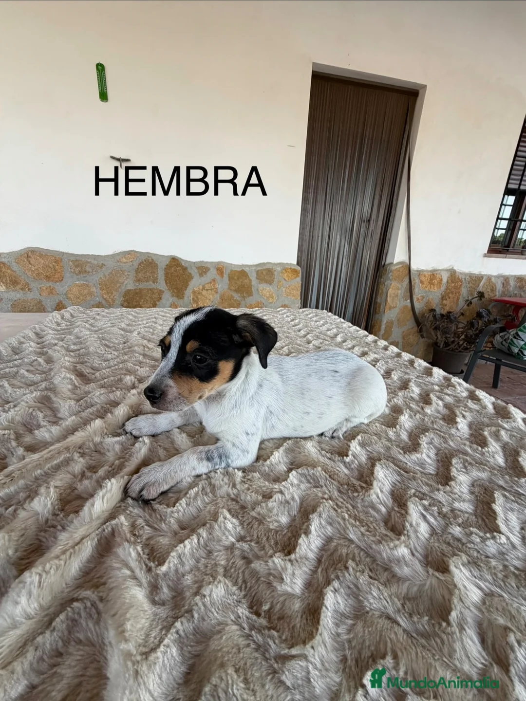Raza Mixta perros en venta: MESTIZOS - Anuncio 1
