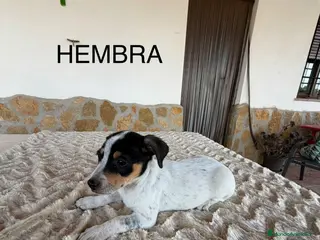 Raza Mixta perros MESTIZOS - Anuncio 3