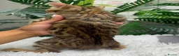 Bengalí gatos en venta: GATITO BENGALI - Anuncio 2
