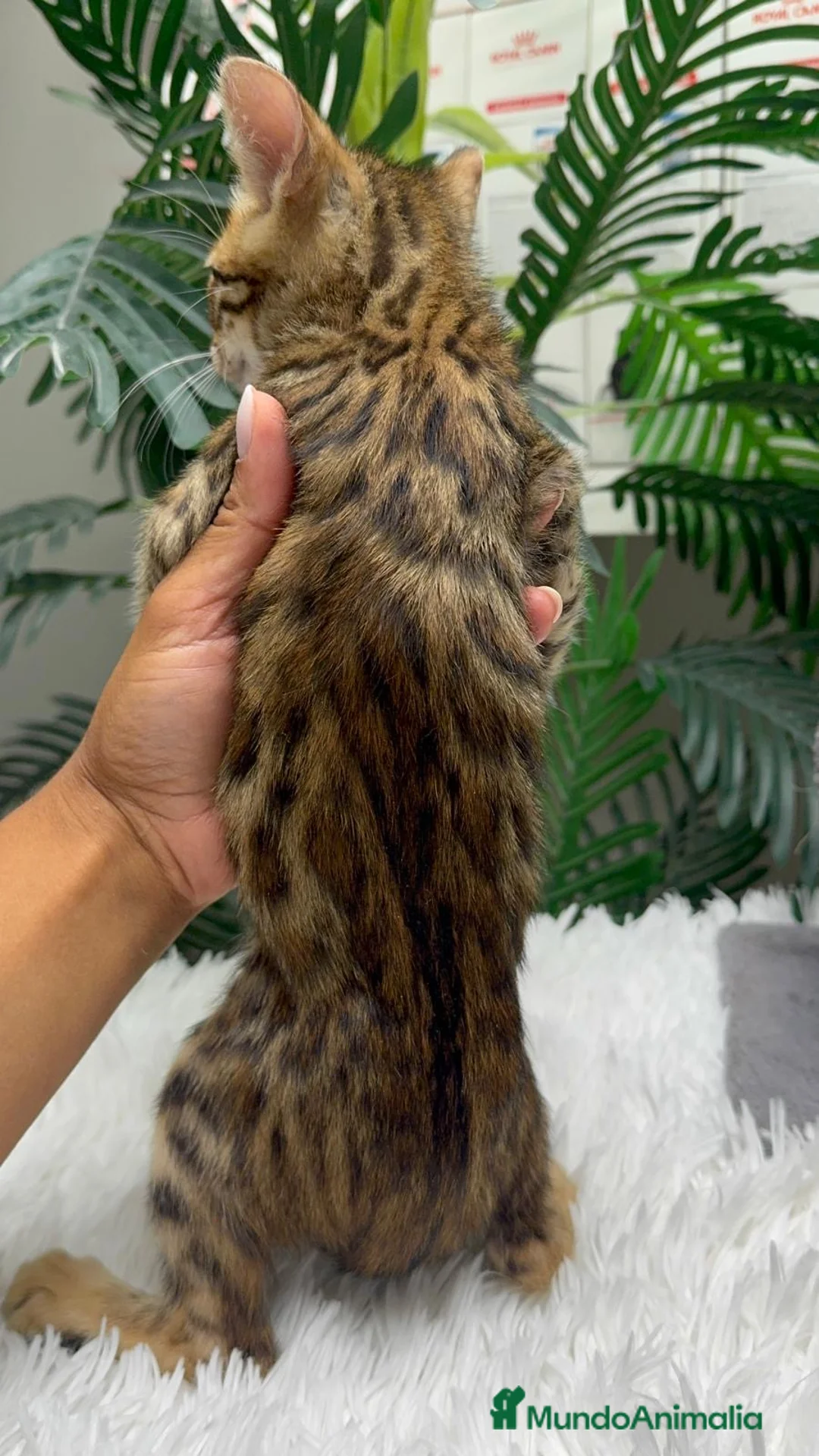 Bengalí gatos en venta: GATITO BENGALI - Anuncio 2