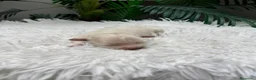 Maltipoo perros en venta: MALTIPOO - Anuncio 21