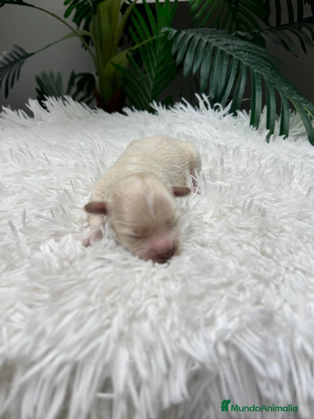 Maltipoo perros en venta: MALTIPOO - Anuncio 21