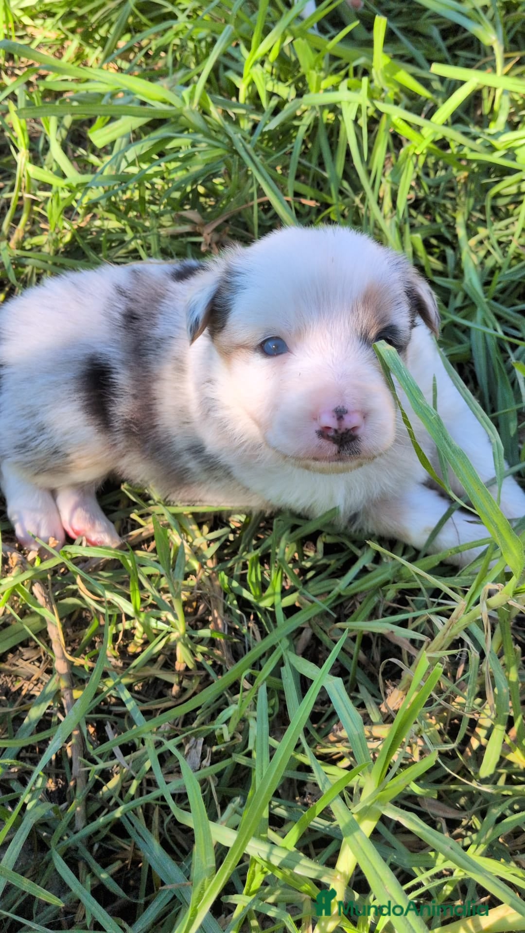 Border Collie perros en venta: BORDER COLLIE - Anuncio 5