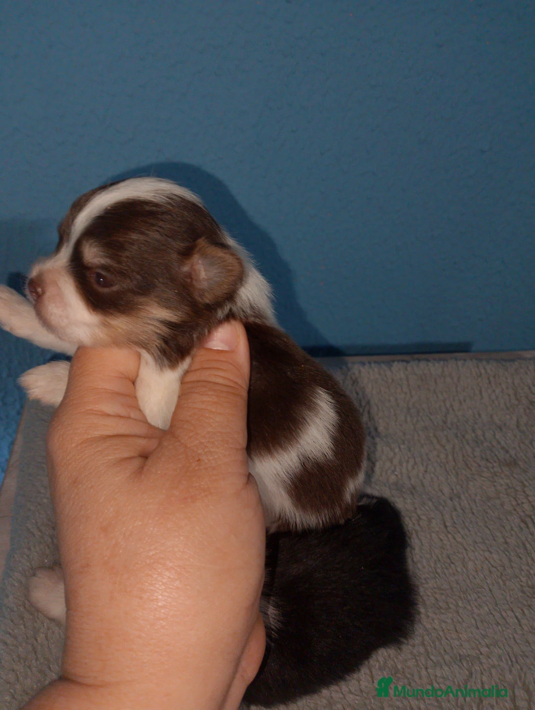 Bichón Maltés perros en venta: Maltipom machos  - Imagen 7