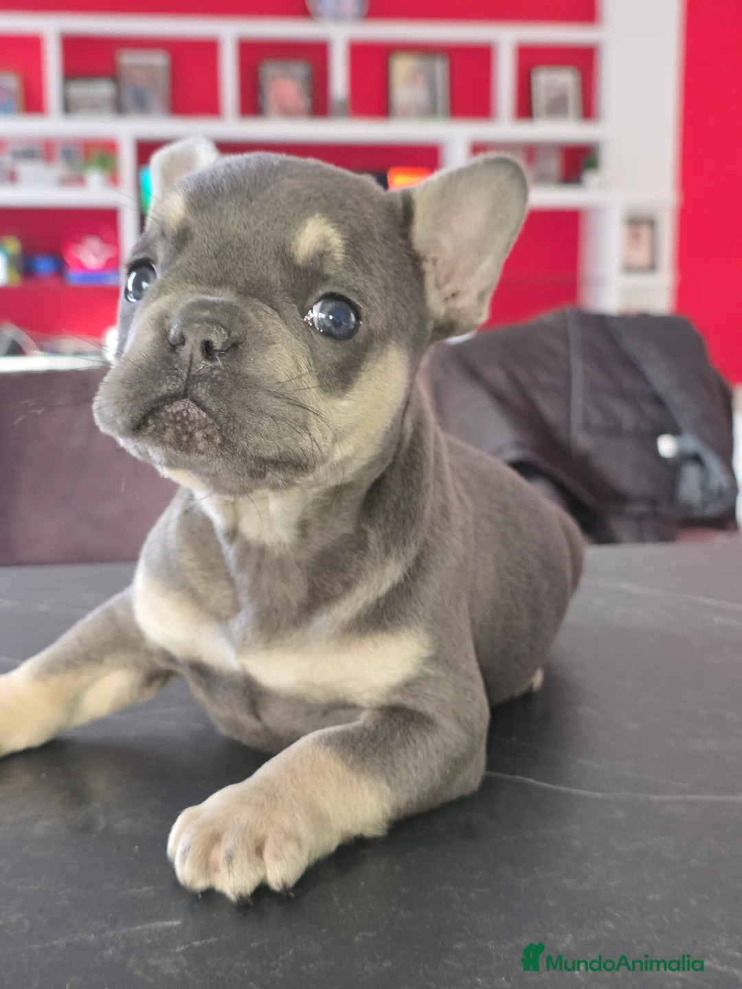 Bulldog Francés perros en venta: Bulldog francés increíbles  - Anuncio 3