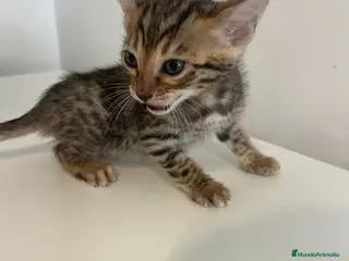 Bengalí gatos Machos y hembras de Bengalí - Anuncio 31