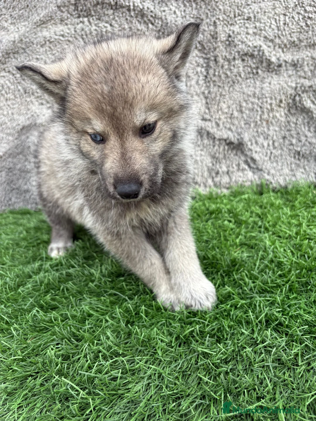 Husky Siberiano perros en venta: Macho de Husky siberiano agouti ojo azul  - Anuncio 5