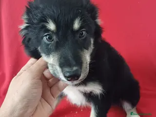 Border Collie perros Border Collie - Anuncio 3