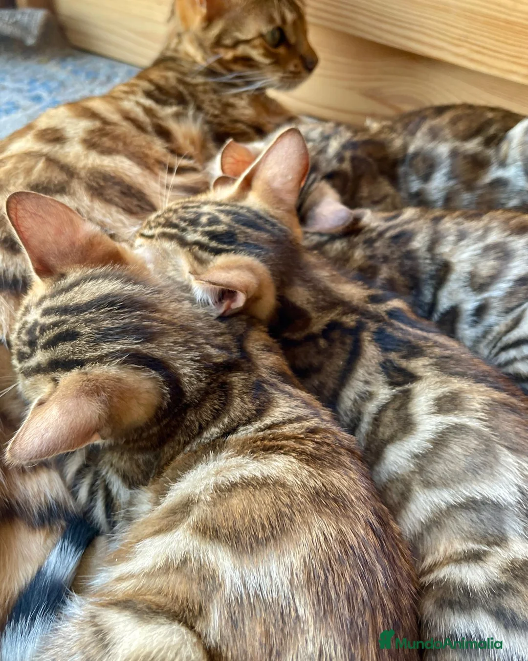 Bengalí gatos en venta: 3 Hembras 1 Macho - Gato Bengalí - Anuncio 9