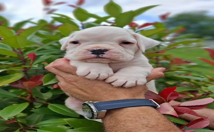 Boxer perros - Anuncio 1