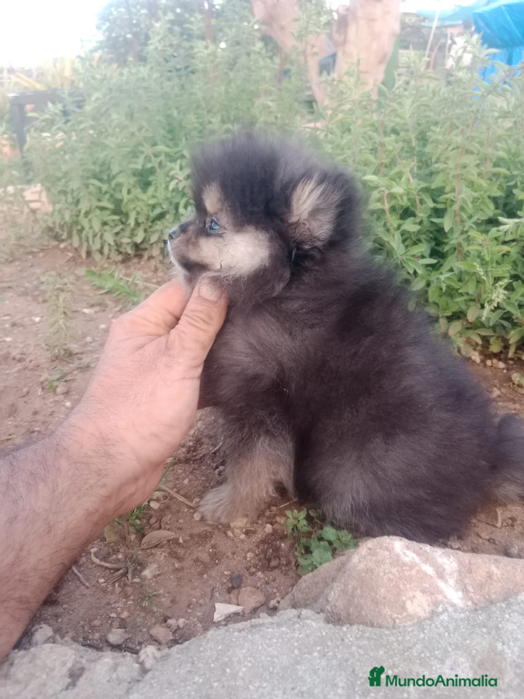 Pomerania perros en venta: Camada de Pomerania en Granada - Anuncio 3