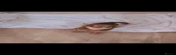 Chihuahua perros para monta: SE OFRECE CHIHUAHUA PARA MONTA  - Anuncio 4