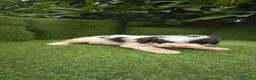 Perro de Agua Español perros en venta: preciosa camada perros agua  chocolates y blancos  - Anuncio 10