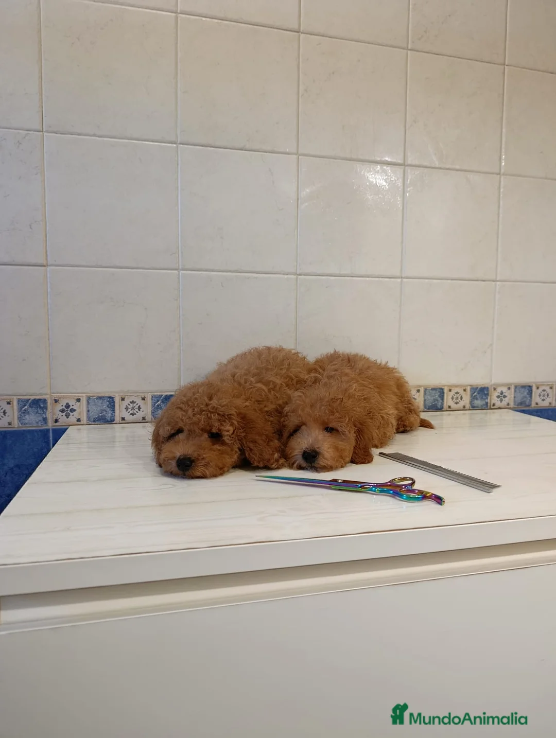 Caniche Toy perros en venta: Caniche toy apricot intenso - Anuncio 8