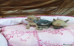 Chihuahua perros en venta: CHIHUAHUA TOY  - Imagen 10