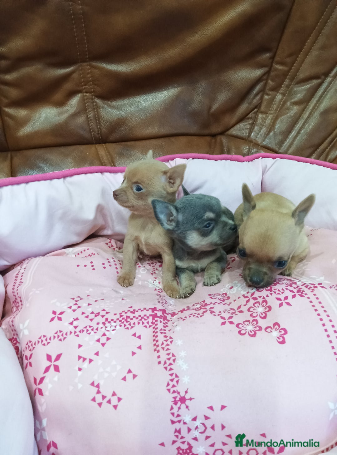 Chihuahua perros en venta: CHIHUAHUA TOY  - Imagen 10