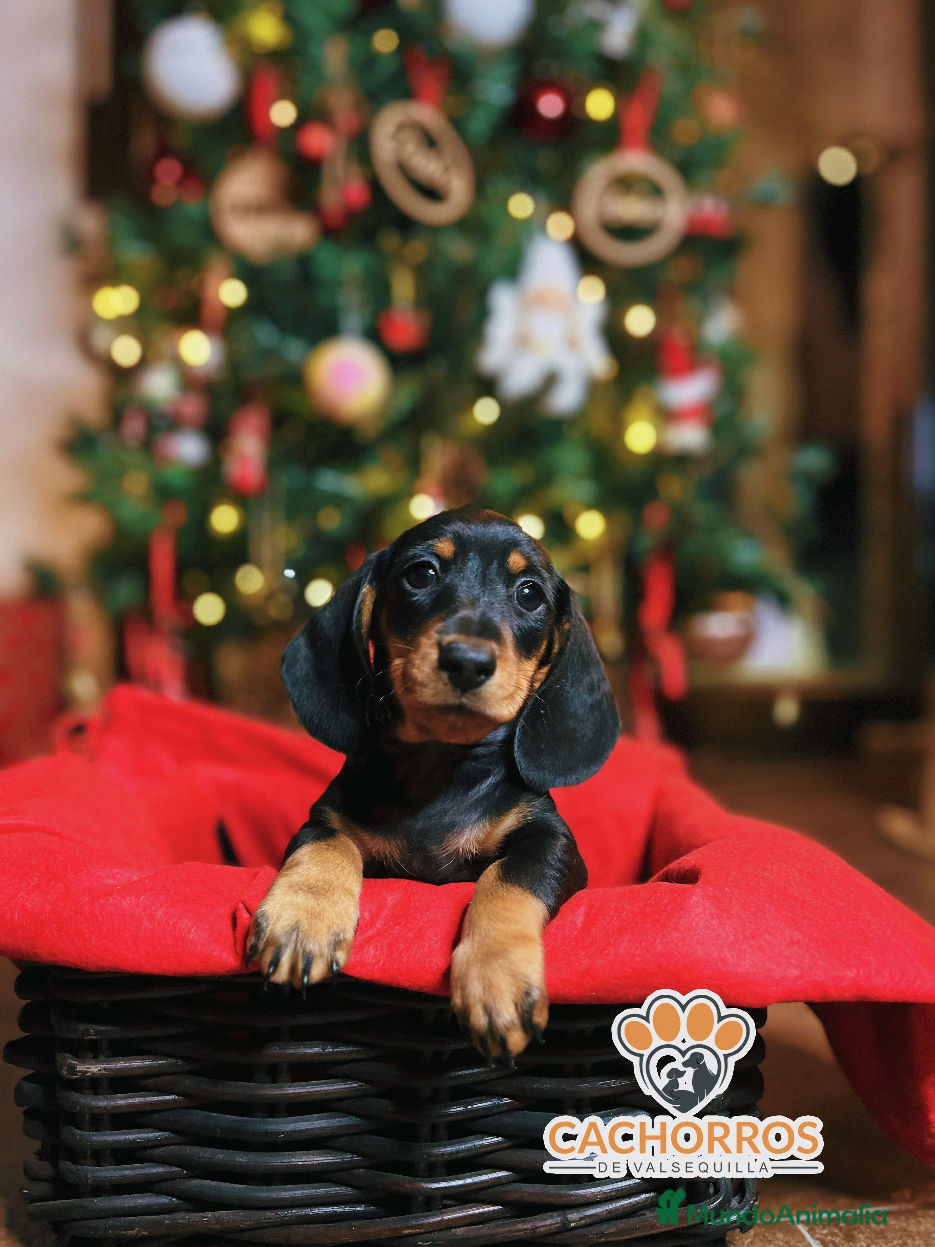 Teckel Miniatura perros Teckel  - Anuncio 2