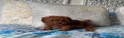 Caniche Toy perros en venta: Caniche tea cup disponible  - Anuncio 4