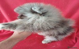 Pomerania perros en venta: Pomerania Mini Merle  - Imagen 2