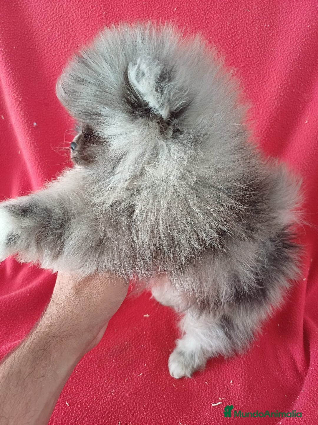 Pomerania perros en venta: Pomerania Mini Merle  - Imagen 2
