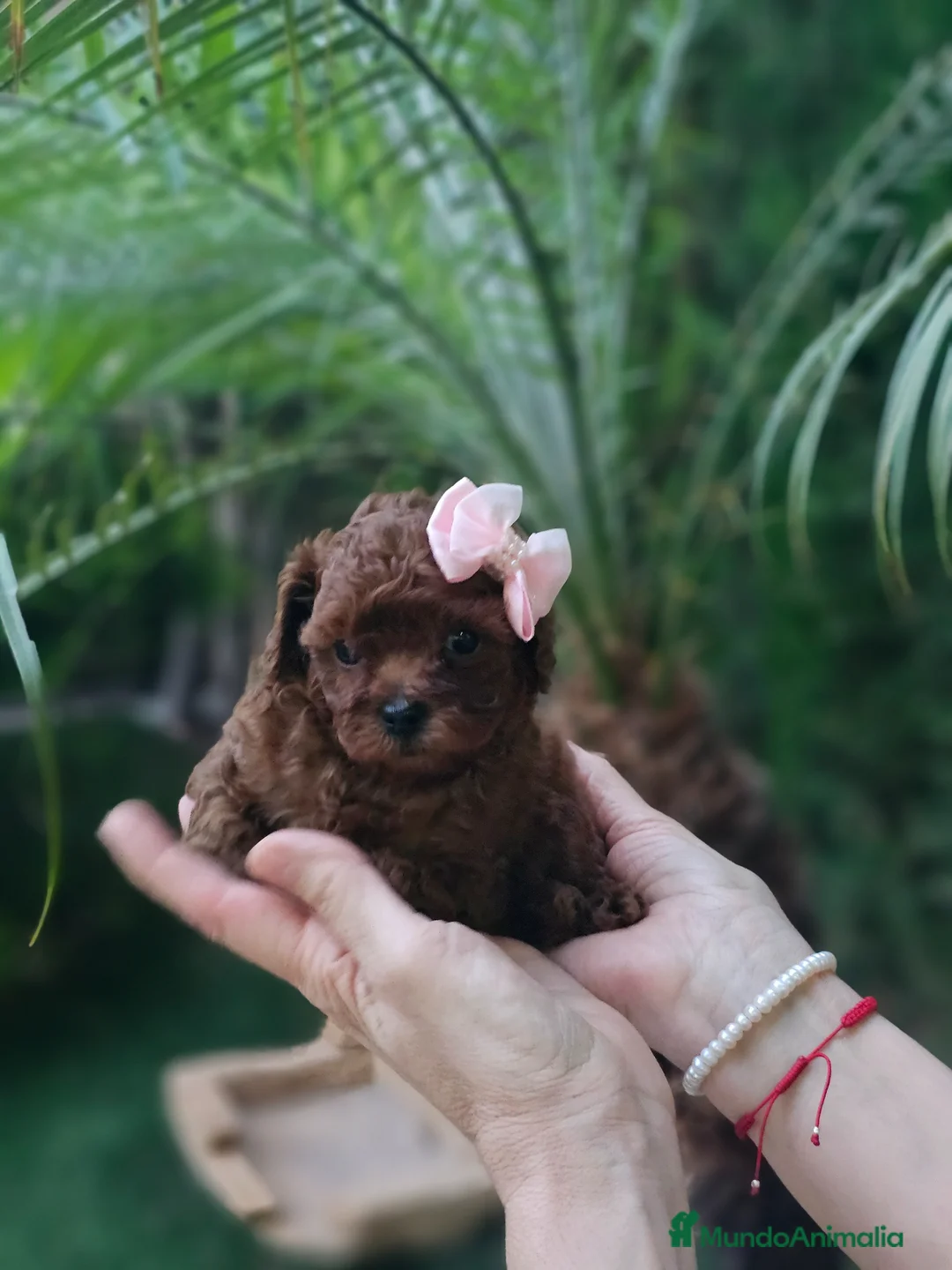Caniche Toy perros en venta: Hembrita tea cup asiática  - Anuncio 2
