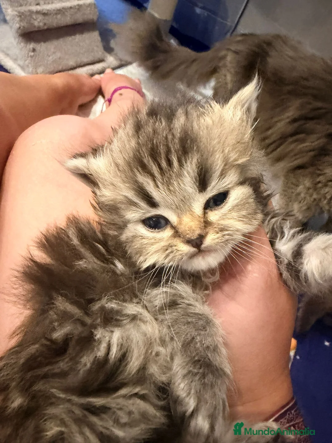 Británico de Pelo Largo gatos en venta: Británicos Pelo Largo 641387649 - Anuncio 2