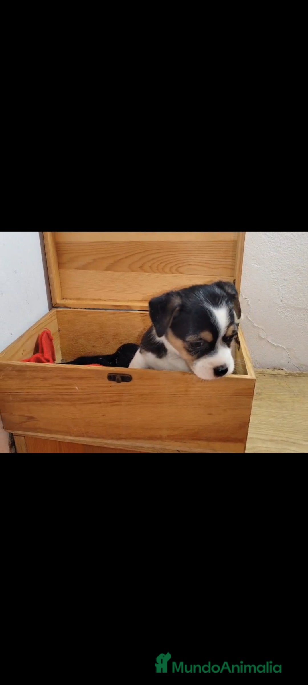 Jack Russell Terrier perros en venta: Jack Russell  - Anuncio 2