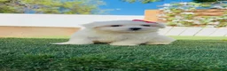 Bichón Maltés perros en venta: BICHON MALTES - Anuncio 9