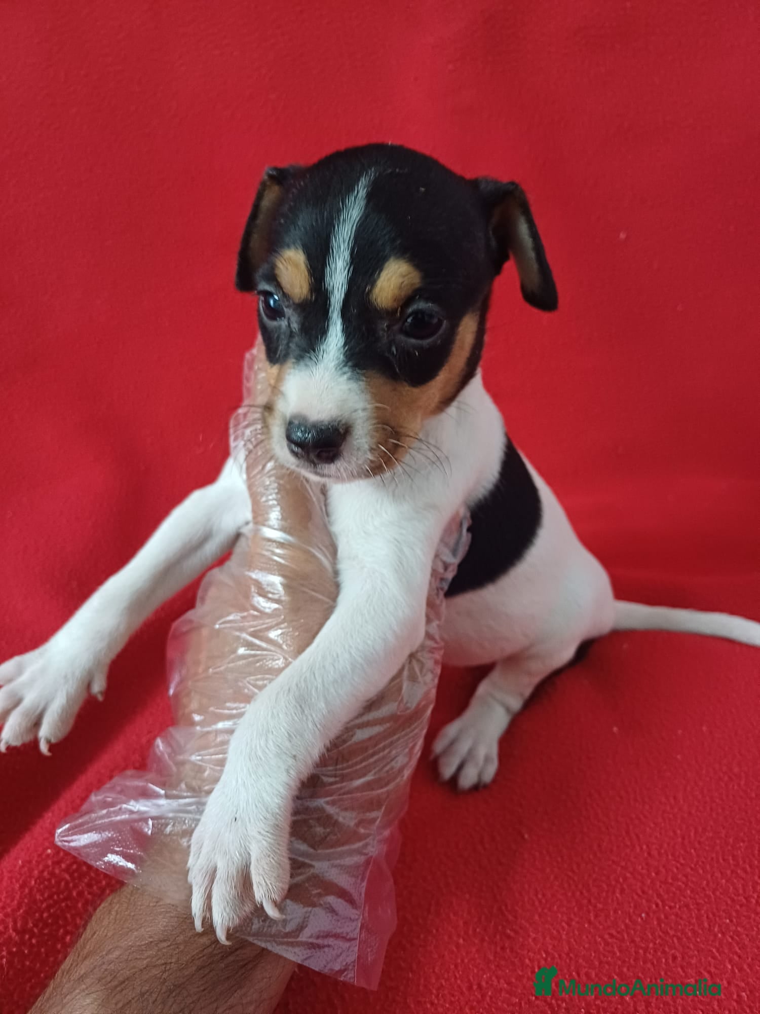 Ratonero Bodeguero Andaluz perros Bodeguero Andaluz  - Anuncio 1