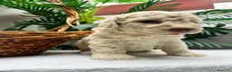 Perro de Agua Español perros en venta: PERRO DE AGUA ESPAÑOL-RABON - Anuncio 11