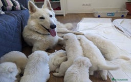 Pastor Blanco Suizo perros en venta: Cachorros de Pastor Blanco Suizo / 2 meses de edad - Imagen 5
