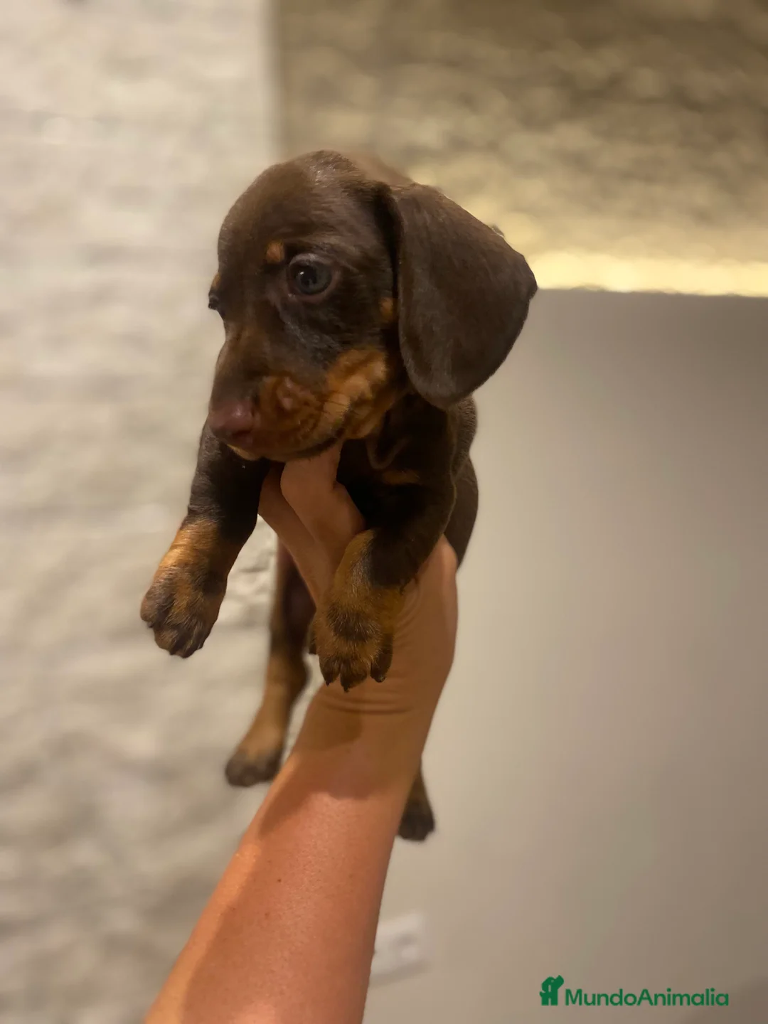 Teckel perros en venta: Magníficos Teckel miniatura 601144783 en Valencia - Anuncio 16