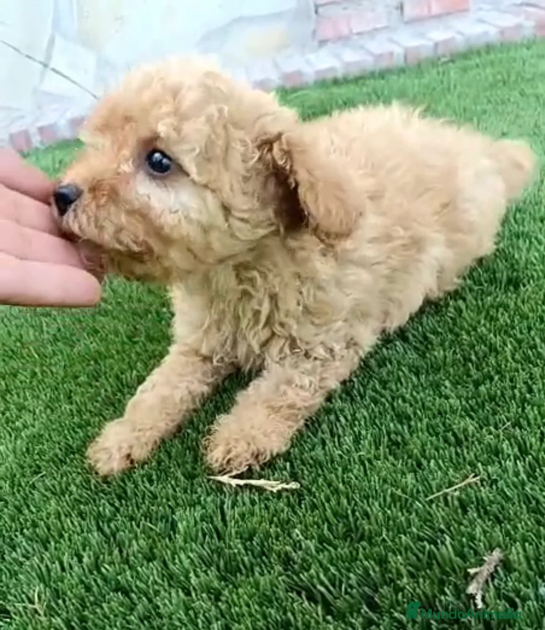 Caniche Toy perros en venta: Caniche macho apricot - Anuncio 1